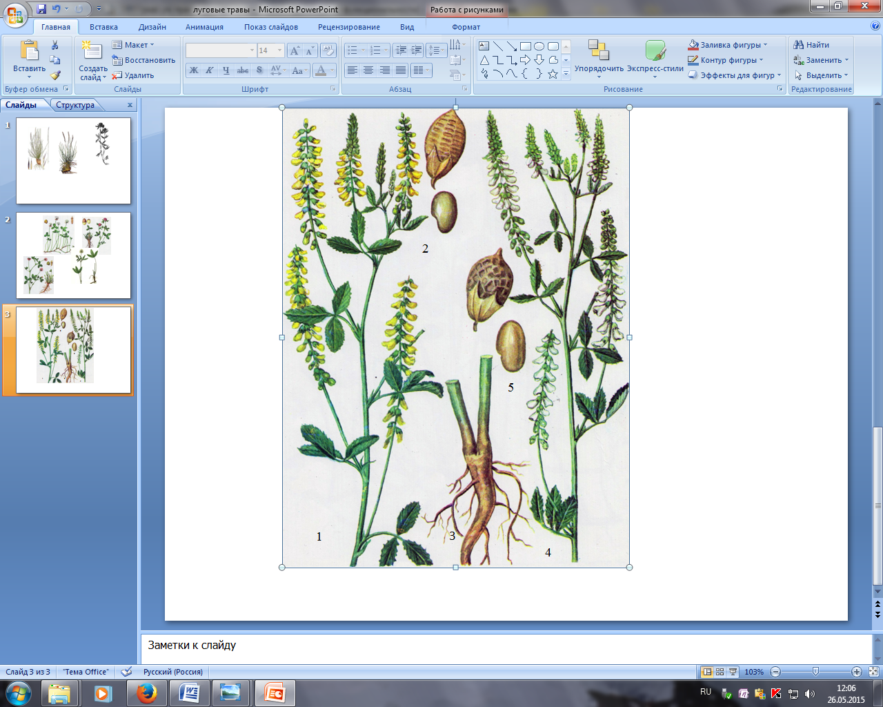 Морфологическое описание растения 5 страница - student2.ru
