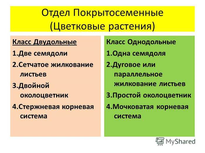 Отдел Покрытосеменные( Цветковые) растения - student2.ru
