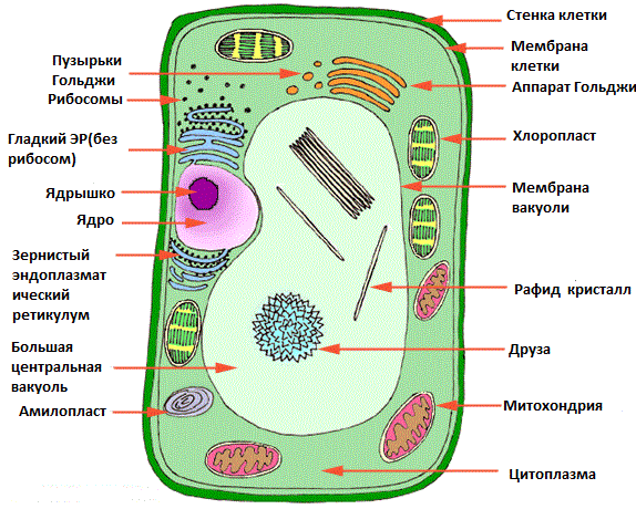 Отличие клеток растений от клеток животных - student2.ru