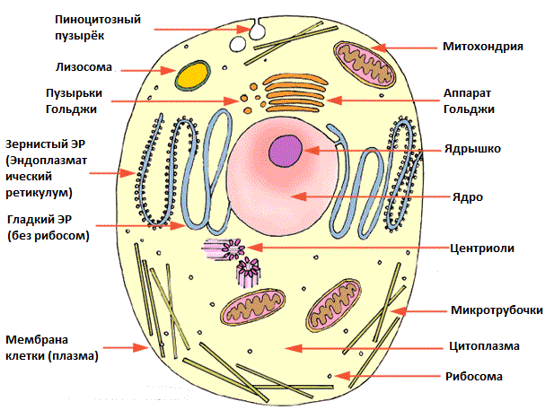 Отличие клеток растений от клеток животных - student2.ru