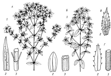 Отличительные признаки различных видов зверобоя - student2.ru