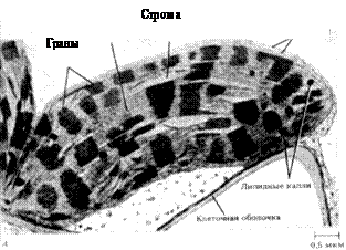 Производные протопласта - student2.ru