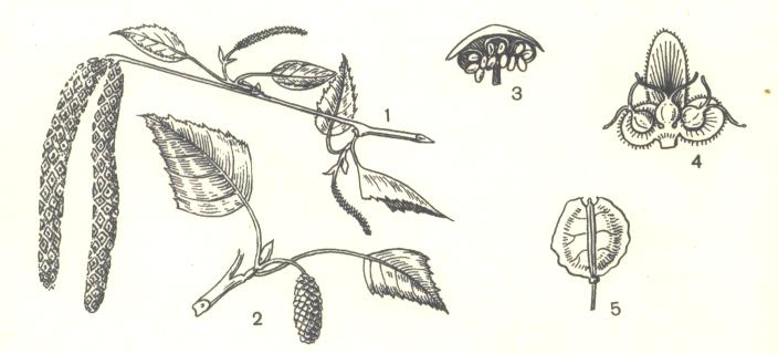 растения березовой рощи - student2.ru