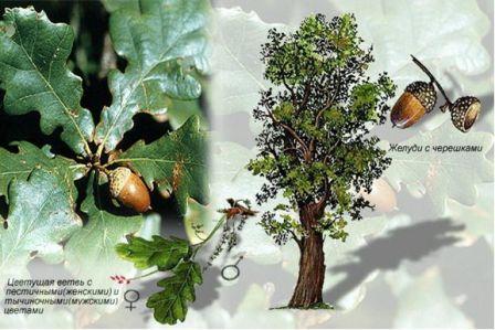 Сем. буковые - Fagaceae. Ботаническая характеристика.Дуб обыкновенный - дерево высотой до 40 м - student2.ru
