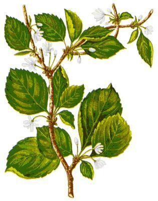 Сем. лимонниковые - Schisandraceae - student2.ru