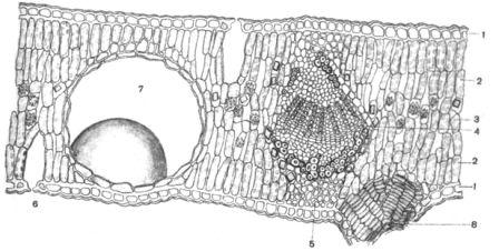 Сем. миртовые - Myrtaceae. Ботаническая характеристика.Эвкалипты - вечнозеленые - student2.ru