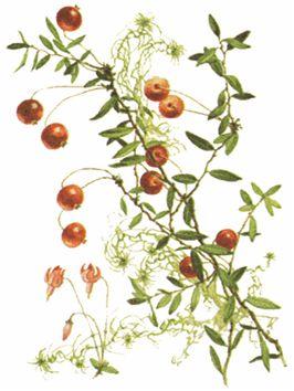 Сем. вересковые (подсем. брусничные) – Ericaceae (Vaccinioideae) - student2.ru