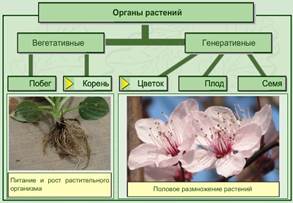 Систематика растений Эволюция растений - student2.ru