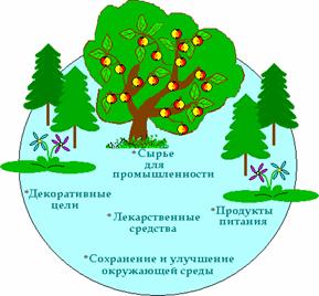 Систематика растений Эволюция растений - student2.ru