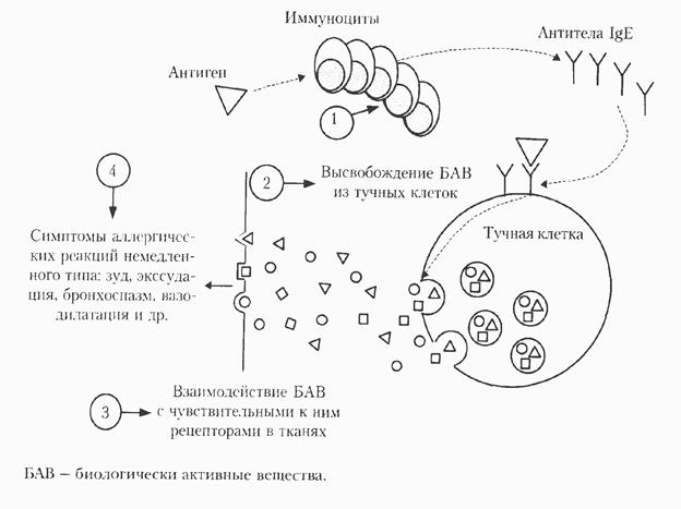 Средства для лечения гипериммунных состояний - student2.ru