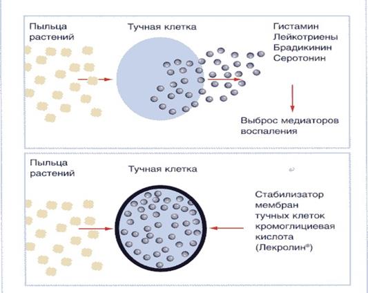 Средства для лечения гипериммунных состояний - student2.ru