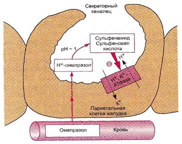 Средства, применяемые при пониженной секреции желез желудка - student2.ru