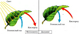 Строение и размножение растений (2/2) - student2.ru