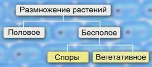 Строение и размножение растений (2/2) - student2.ru