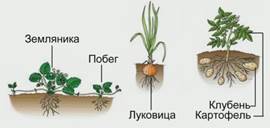 Строение и размножение растений (2/2) - student2.ru