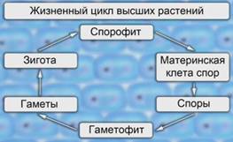 Строение и размножение растений (2/2) - student2.ru