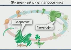 Строение и размножение растений (2/2) - student2.ru