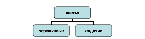 Тест «Органы растений: корень, стебель, лист» - student2.ru