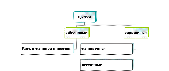 В зависимости от симметрии цветков они бывают следующих видов - student2.ru