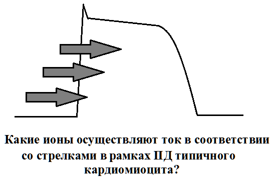 Где расположен сино-атриальный узел? - student2.ru