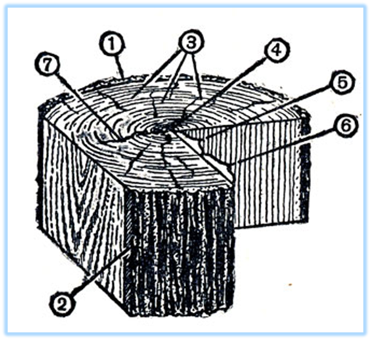 Строение древесины и ее свойства - student2.ru
