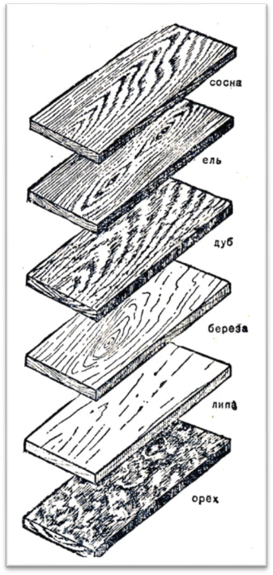Строение древесины и ее свойства - student2.ru