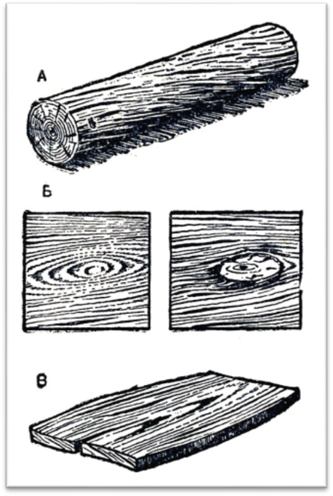 Строение древесины и ее свойства - student2.ru