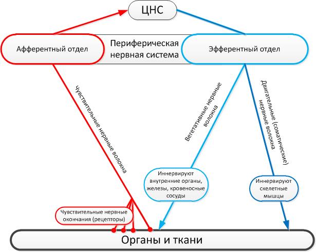 лекарственные средства, влияющие на периферический отдел нервной системы - student2.ru