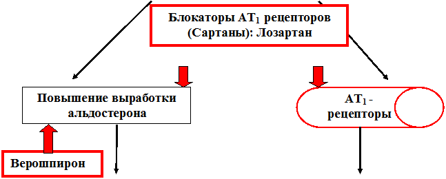 локализация действия антигипертензивных средств - student2.ru