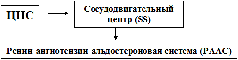 локализация действия антигипертензивных средств - student2.ru