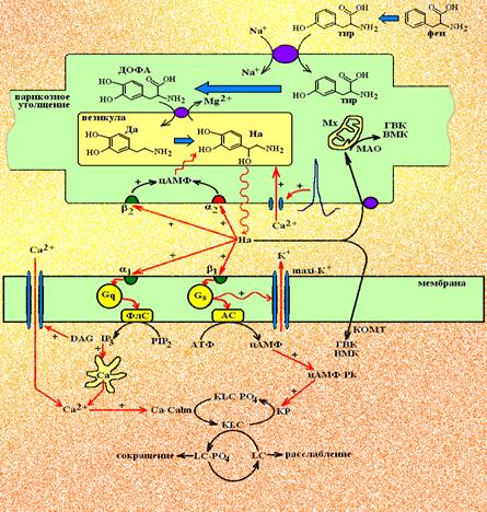 Основные этапы адренергической передачи и их фармакологическая коррекция - student2.ru