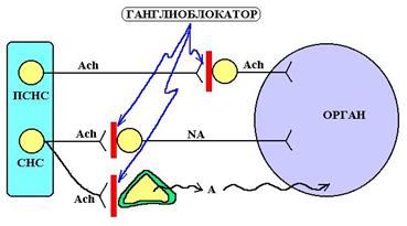 Отравление М-холиноблокирующими средствами - student2.ru