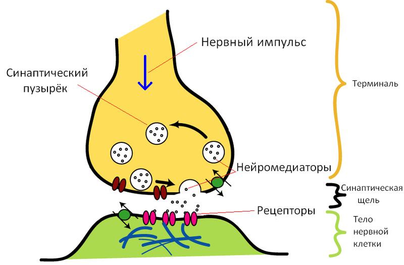 Средства, действующие на Н-хр. Классификация. Фармакодинамика ганглиоблокаторов, показания, побочные эффекты, противопоказания. Сравнительная характеристика препаратов. - student2.ru