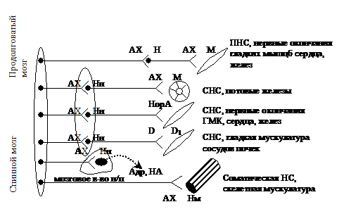 Средства, влияющие на периферическую нервную систему. - student2.ru