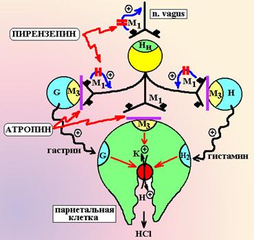 Стимуляторы высвобождения ацетилхолина - student2.ru