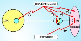 Стимуляторы высвобождения ацетилхолина - student2.ru