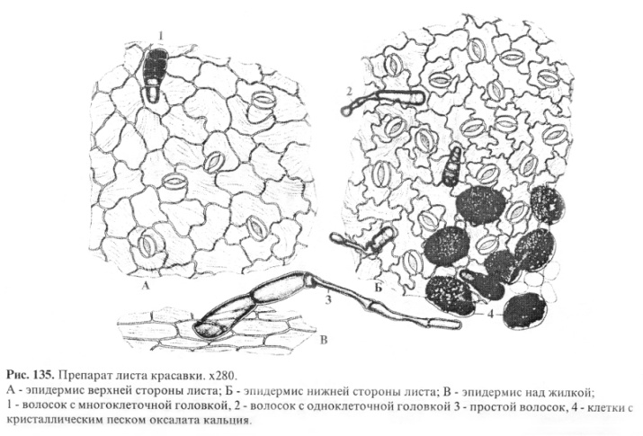 Микроскопический анализ лекарственного растительного. Микроскопия листа красавки. Микроскопия листьев красавки. Микроскопия листа красавки обыкновенной. Трава красавки микроскопия.