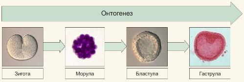 Исследования Августа Вейсмана - student2.ru