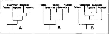 происхождение человека - student2.ru