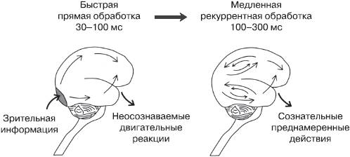 Теория рекуррентной обработки (Ламме) - student2.ru