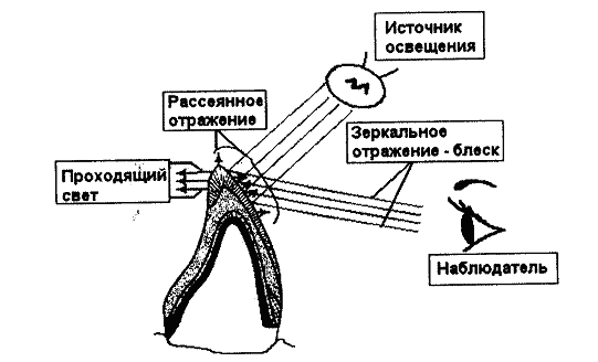 Эстетические свойства стоматологических восстановительных материалов - student2.ru