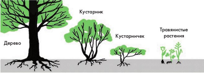 Эволюция организмов как адаптациогенез - student2.ru