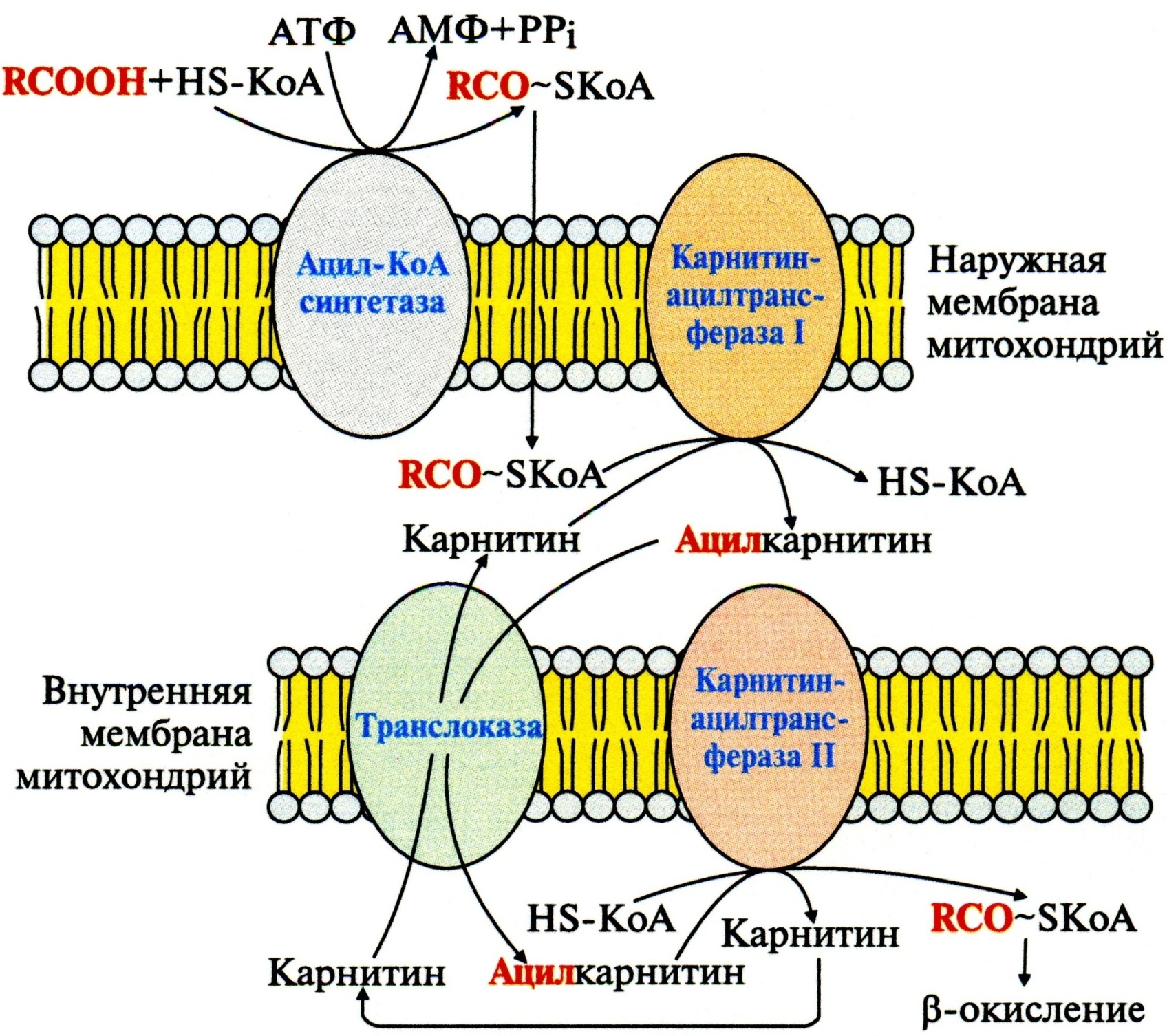 Ацил-KoA в матриксе митохондрий вступает в b-окисление - student2.ru