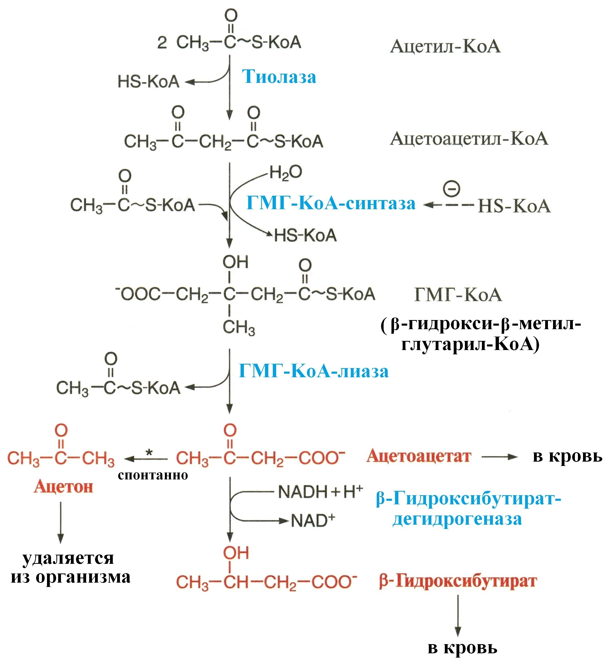 Ацил-KoA в матриксе митохондрий вступает в b-окисление - student2.ru