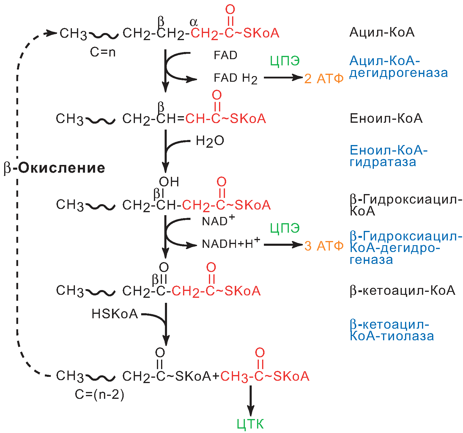 Ацил-KoA в матриксе митохондрий вступает в b-окисление - student2.ru