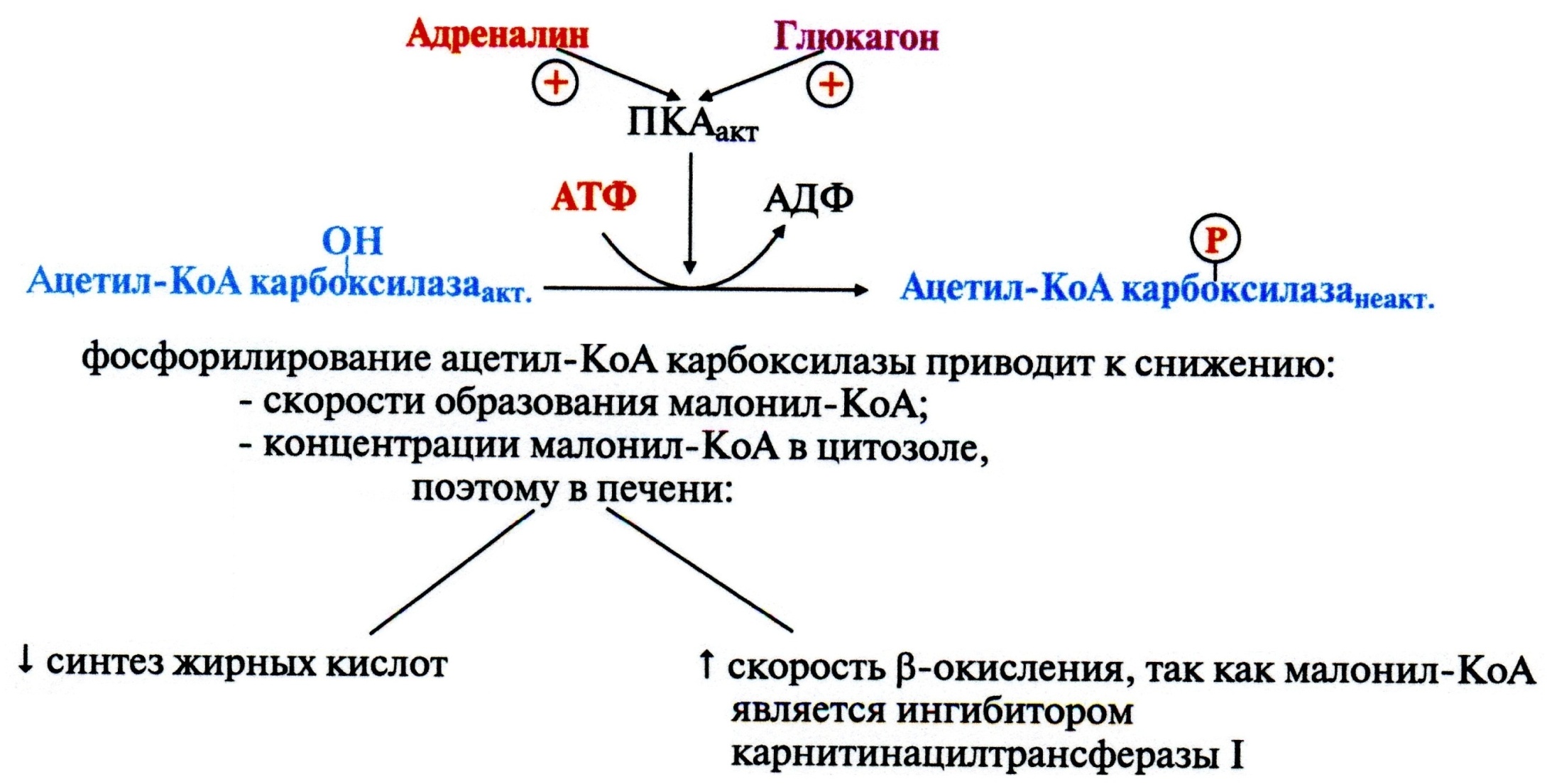 Ацил-KoA в матриксе митохондрий вступает в b-окисление - student2.ru