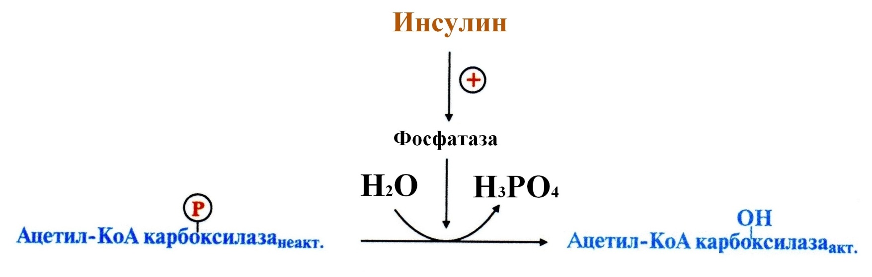 Ацил-KoA в матриксе митохондрий вступает в b-окисление - student2.ru