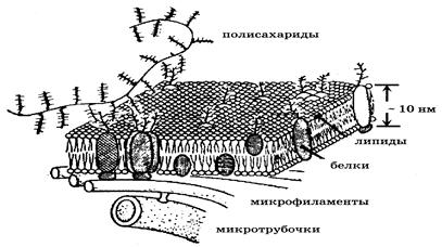 Физические методы изучения ультраструктуры биологических мембран. - student2.ru