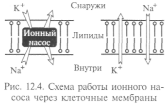 Функции клеточных мембран. Работа «ионного насоса» - student2.ru