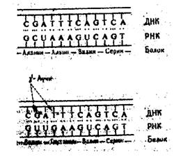 Исследование влияния радиоактивного излучения на живые организмы - student2.ru